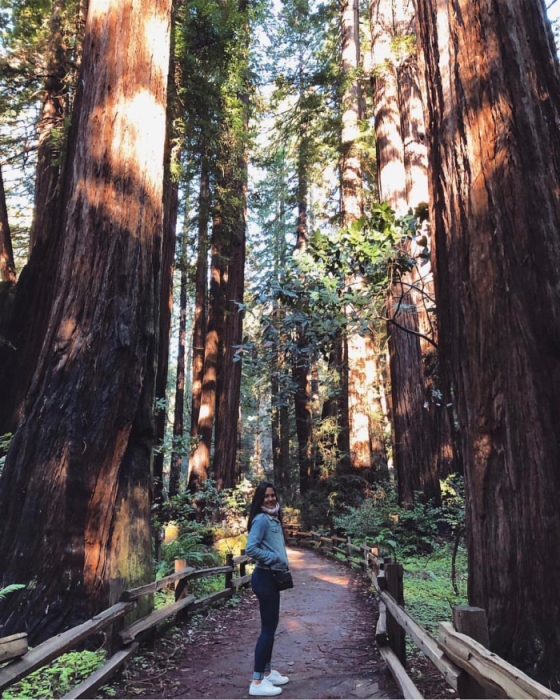 Extranomical Tours Redwood Forest and Sausalito Morning Tour Reviews 